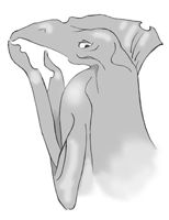 Застеньчевый клювонос